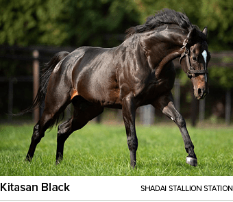 Kitasan Black SHADAI STALLION STATIO