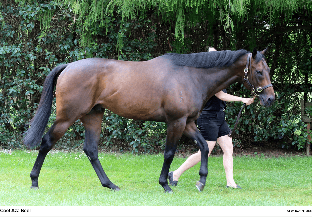 Cool Aza Beel newhaven par