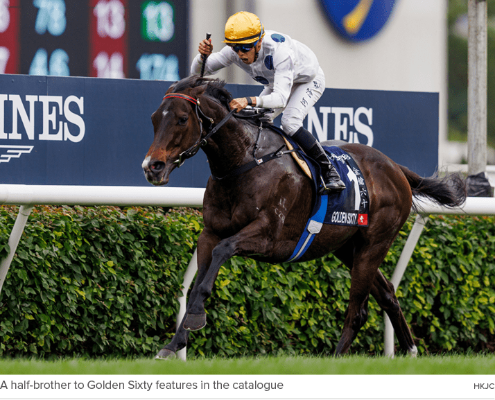 A half brother to Golden Sixty features in the catalogue HKJ