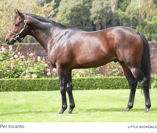 Per Incanto Little Avondal