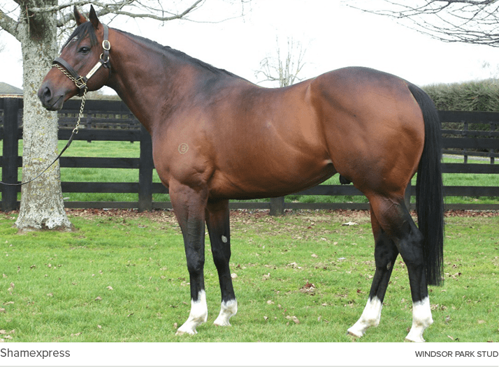 Shamexpress windsor park stu