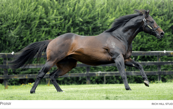 Proisir rich hill stu