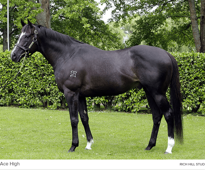 Ace High rich hill stu