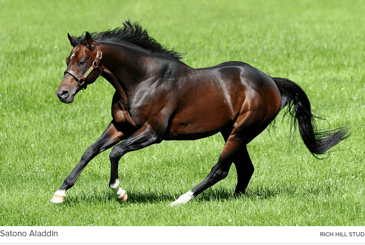 Satono Aladdin rich hill stu