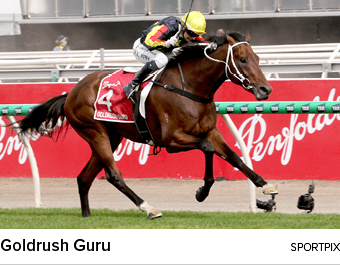 Goldrush Guru sportpi