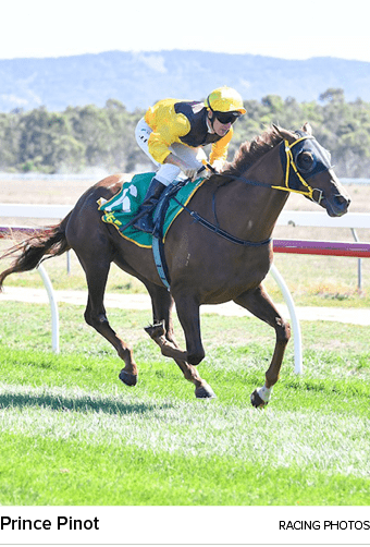 Prince Pinot racing photo