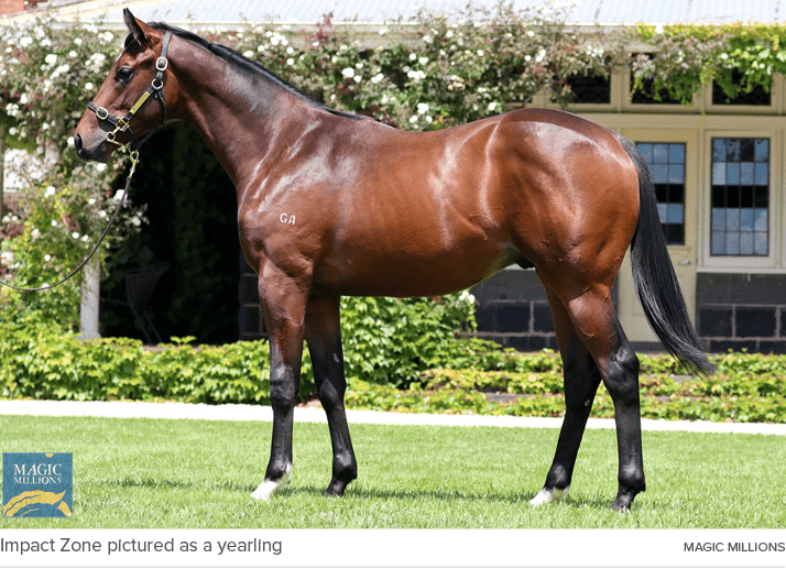 Impact Zone pictured as a yearling magic million