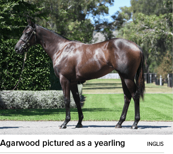 Agarwood pictured as a yearling ingli