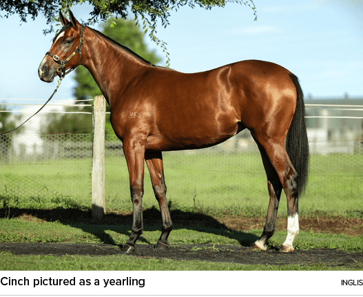 Cinch pictured as a yearling ingli