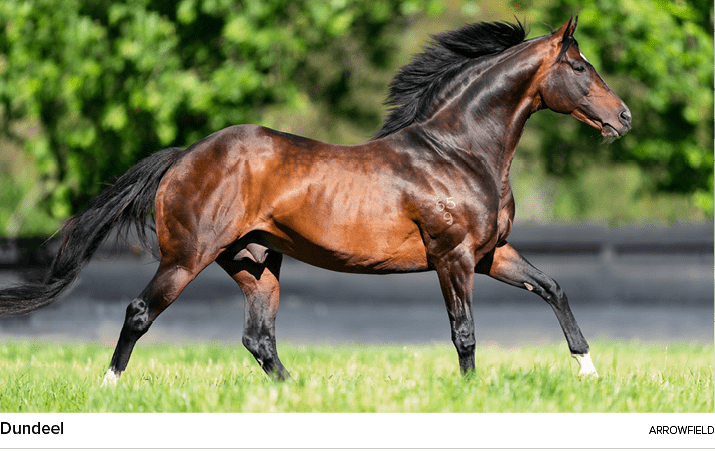 Dundeel arrowfiel