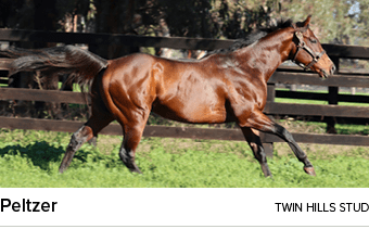 Peltzer twin hills stu