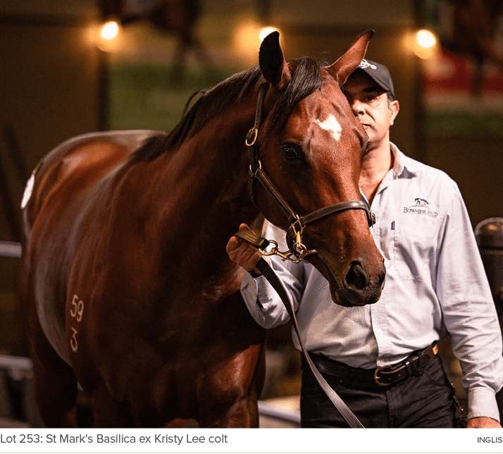 Lot 253: St Mark's Basilica ex Kristy Lee colt Ingli