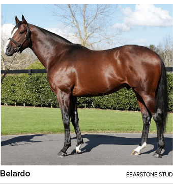 Belardo Bearstone Stu