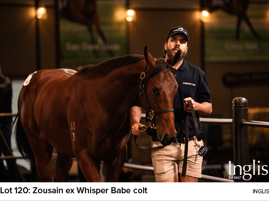 Lot 120: Zousain ex Whisper Babe colt Ingli