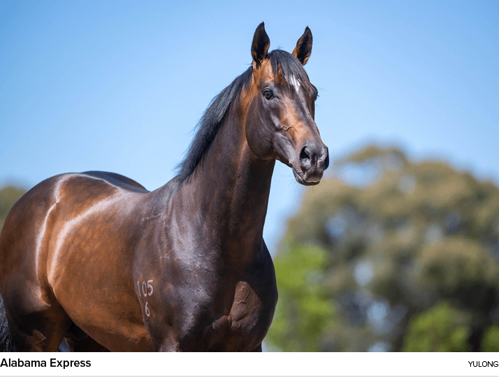 Alabama Express Yulon