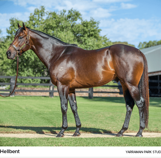 Hellbent yarraman park stu