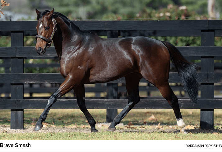 Brave Smash yarraman park stu