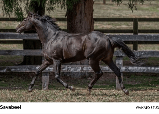 Savabeel Waikato Stu