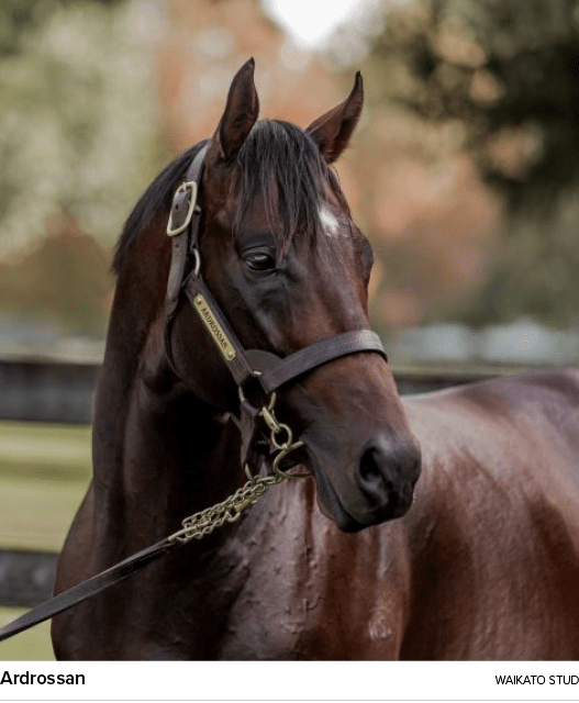 Ardrossan Waikato Stu