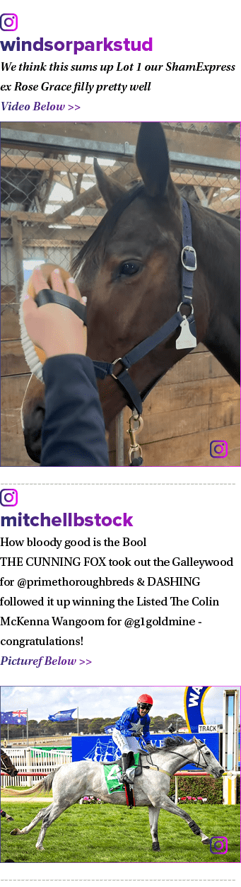 ￼ windsorparkstud We think this sums up Lot 1 our ShamExpress ex Rose Grace filly pretty well ⭐️ Video Below   ￼ ￼ m...