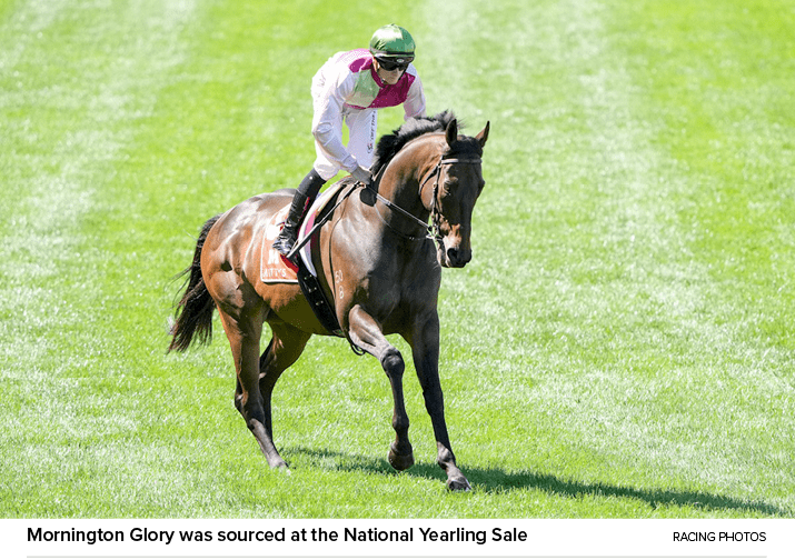 Mornington Glory was sourced at the National Yearling Sale Racing Photo