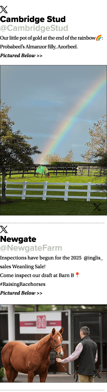 ￼ Cambridge Stud @CambridgeStud Our little pot of gold at the end of the rainbow🌈: Probabeel’s Almanzor filly, Azorb...