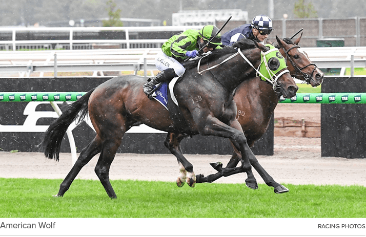 American Wolf Racing photo