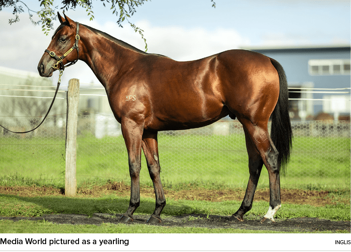 Media World pictured as a yearling Ingli