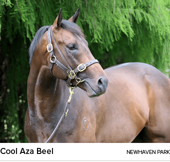 Cool Aza Beel newhaven par
