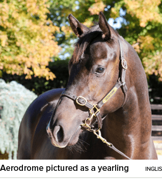 Aerodrome pictured as a yearling ingli