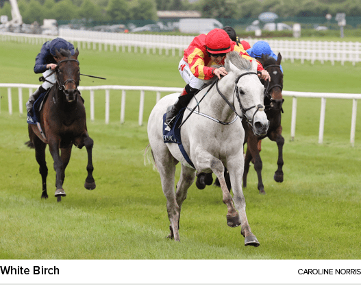 White Birch caroline norri