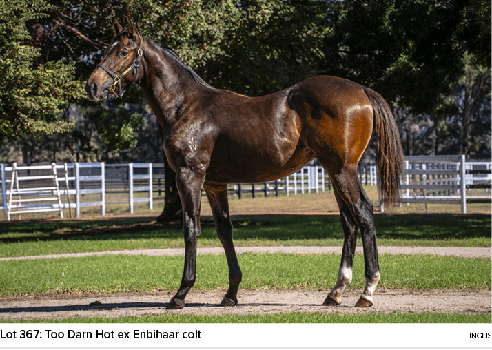 Lot 367: Too Darn Hot ex Enbihaar colt ingli