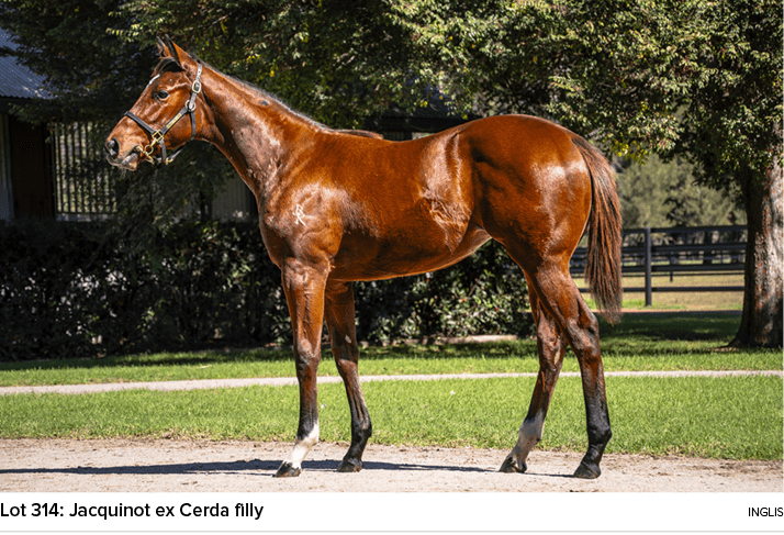Lot 314: Jacquinot ex Cerda filly ingli