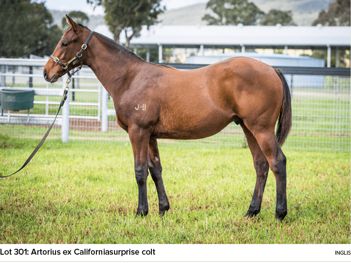 Lot 301: Artorius ex Californiasurprise colt ingli