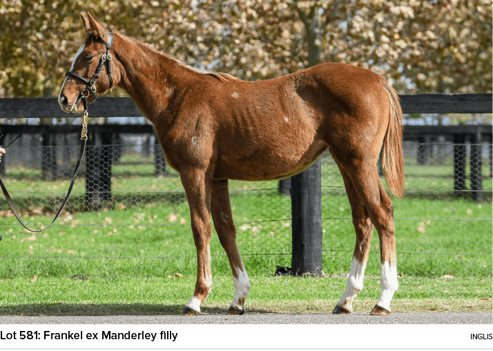 Lot 581: Frankel ex Manderley filly ingli