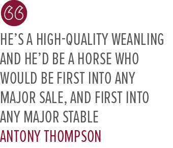 He’s a high quality weanling and he’d be a horse who would be first into any major sale, and first into any major sta...