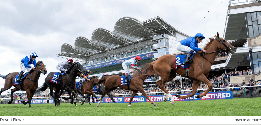 Desert Flower Edward Whitake