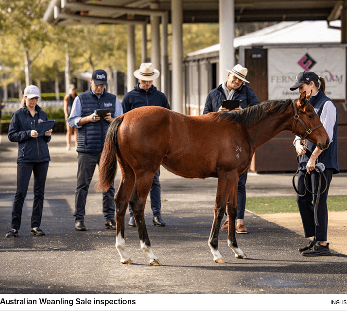 Australian Weanling Sale inspections ingli