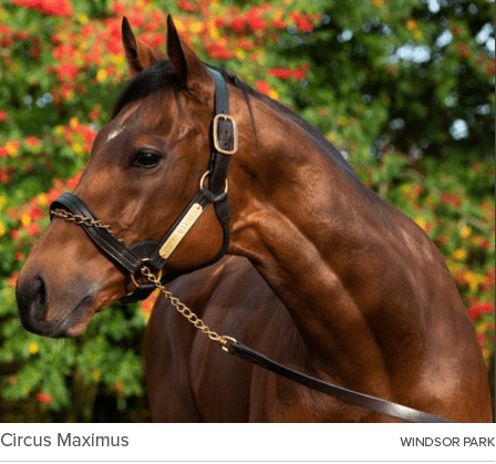 Circus Maximus Windsor Par