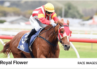 Royal Flower Race image