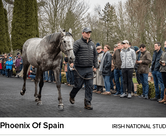 Phoenix Of Spain Irish National Stu