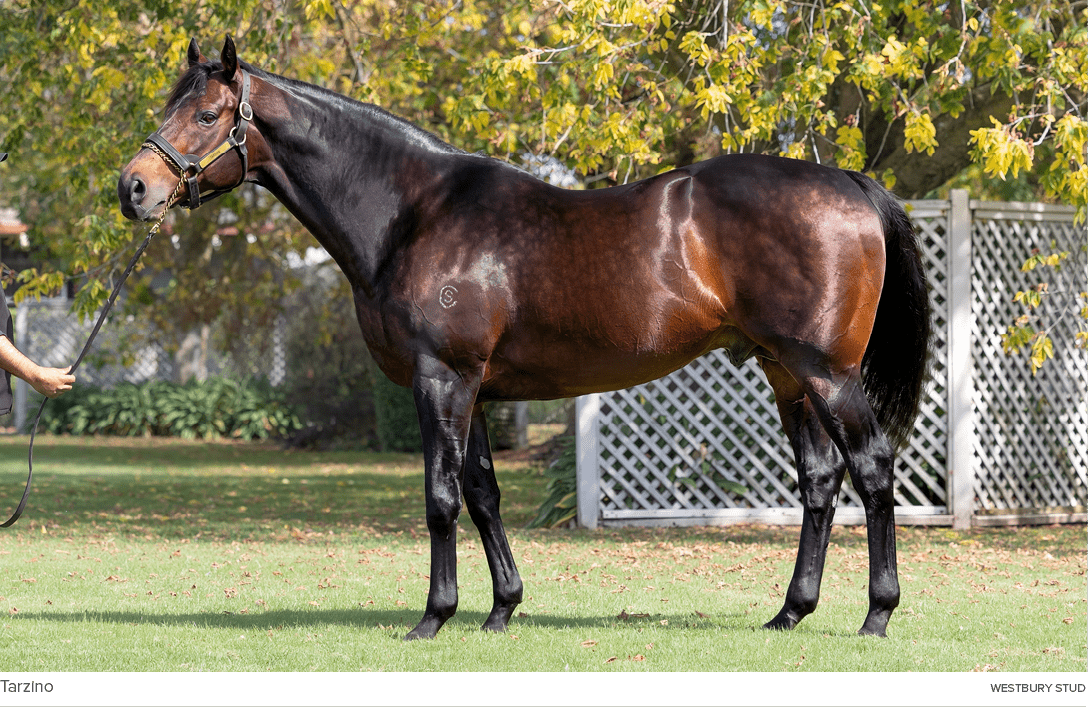 Tarzino westbury stu