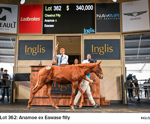 Lot 362: Anamoe ex Eawase filly ingli