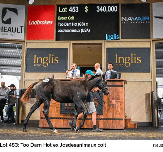 Lot 453: Too Darn Hot ex Josdesanimaux colt ingli