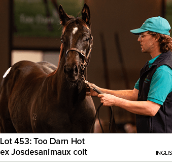 Lot 453: Too Darn Hot ex Josdesanimaux colt ingli