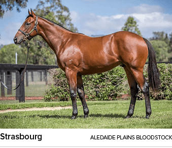 Strasbourg aledaide plains bloodstoc