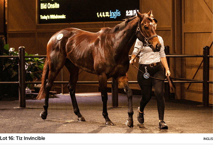 Lot 16: Tiz Invincible ingli