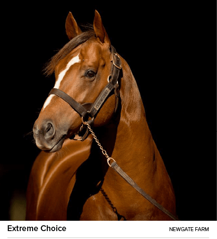 Extreme Choice Newgate Far