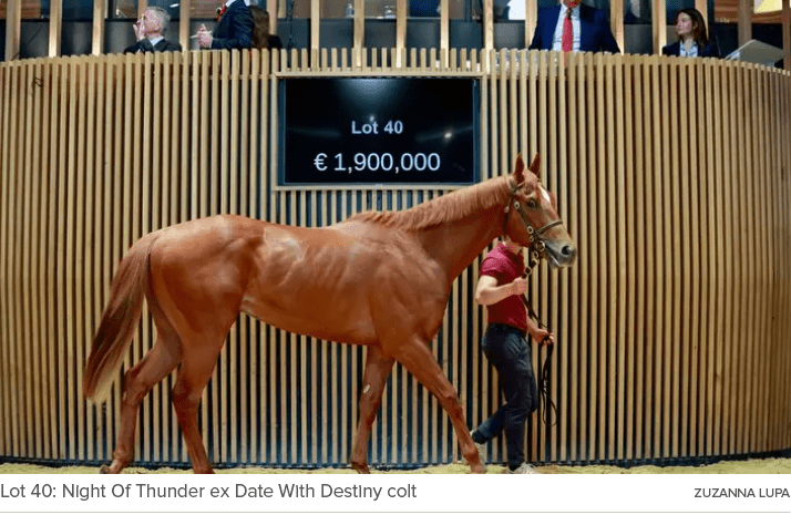 Lot 40: Night Of Thunder ex Date With Destiny colt ZUZANNA LUP