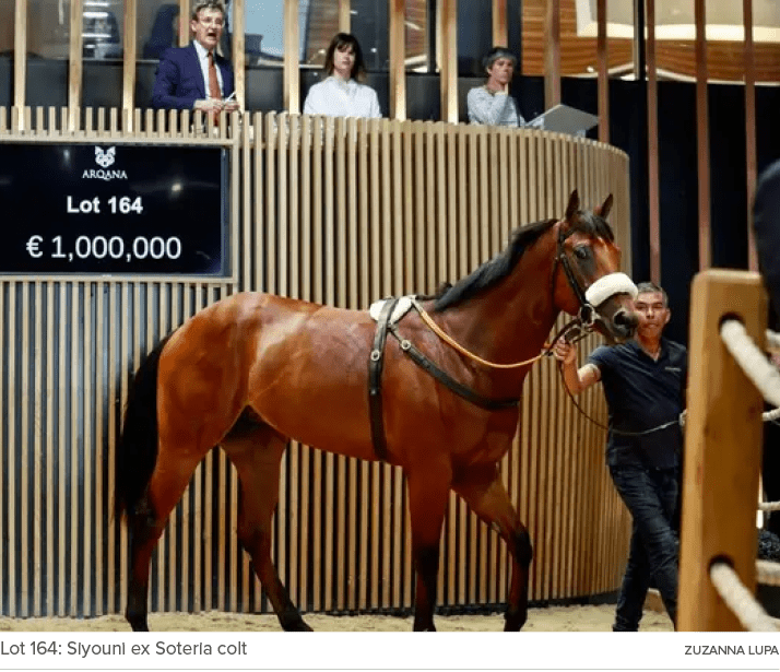 Lot 164: Siyouni ex Soteria colt ZUZANNA LUP